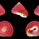 Illustration for article titled Heres Why Seashells Dont Have the Consistency of Chalk